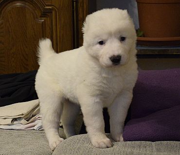 Biela fenečka č.1 z vrhu „P“ Chacalkiz Chenekel