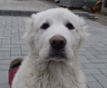 Polárka Chacalkiz Chenekel, 3,5 mesiaca