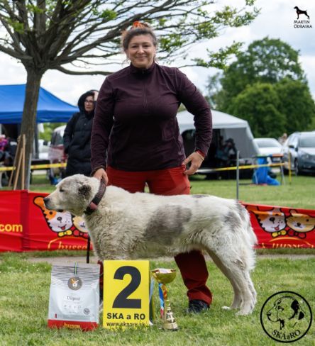 Dorinka na výstave „WORLD of CAO“ Special Club Dogshow SKÁaRO 20.4.2024 Senec