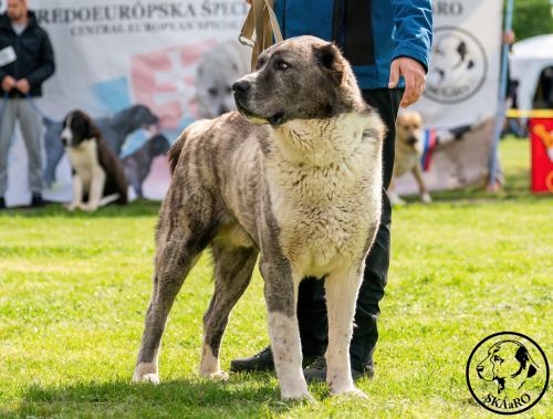 Kamil Chacalkiz Chenekel na výstave „WORLD of CAO“ Special Club Dogshow SKÁaRO 20.4.2024 Senec