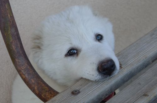 Roxy Chacalkiz Chenekel, 8 týždňov