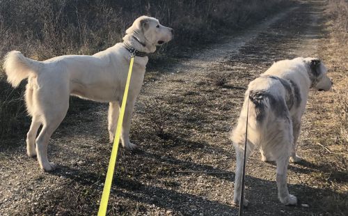 Prechádzka s Michelle a Dori, 5.2.2025