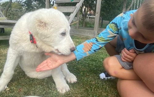 Roxy v novom domove, september 2024