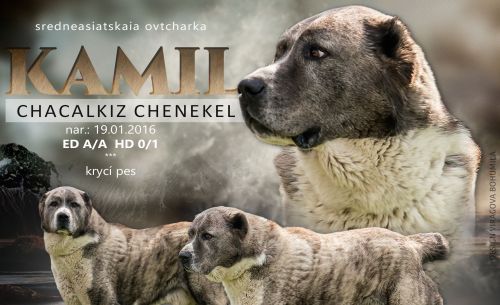 KAMIL Chacalkiz Chenekel – krycí pes