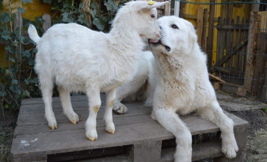 Mirko „Adin“ Chacalkiz Chenekel, február 2026