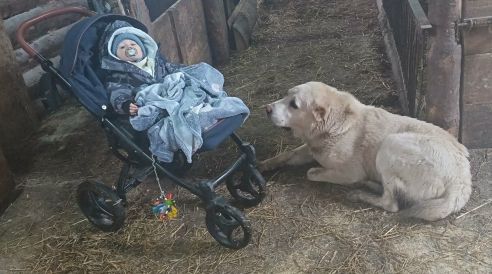 Rašan, január 2026