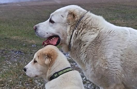 Rašanko a Sheila, február 2026