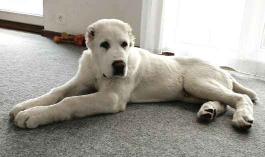 Shafirko, 3 mesiace – február 2026