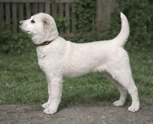 Suri Chacalkiz Chenekel, 3,5 mesiaca