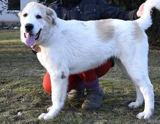 Sardarko má 4,5 mesiaca