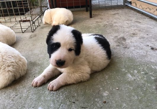 Predstavujeme naše T-čka: Taro T-Cleo
