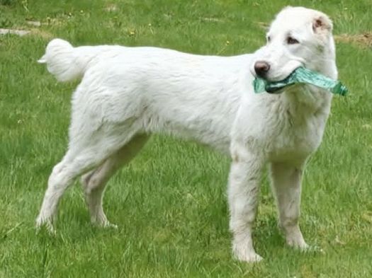 Shafir, 6 mesiacov
