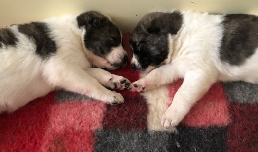 Šteniatka z vrhu U majú 1 mesiac!