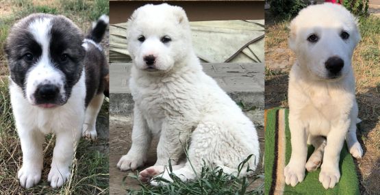 Voľné šteniatka v Chacalkách: Tajga, Turakamu a Ursus: