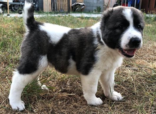 Voľné šteniatka v Chacalkách: Tajga, Turakamu a Ursus: