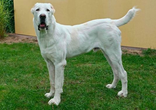 Shafir, 10 mesiacov