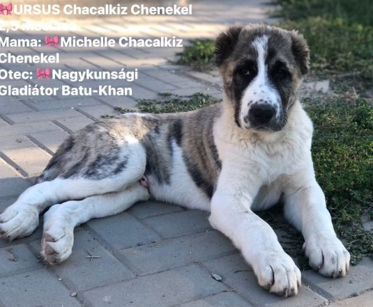 Ursus – 2,5 mesiaca