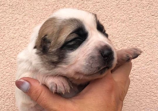 Šteniatka z vrhu V: sučka č.1, 13 dní
