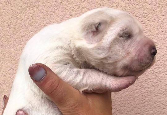 Šteniatka z vrhu V: sučka č.4, 13 dní
