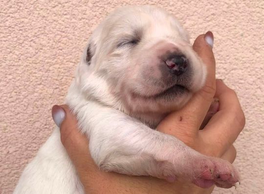Šteniatka z vrhu V: sučka č.5, 13 dní