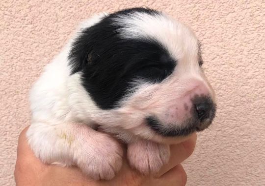Šteniatka z vrhu V: psík č.3, 13 dní